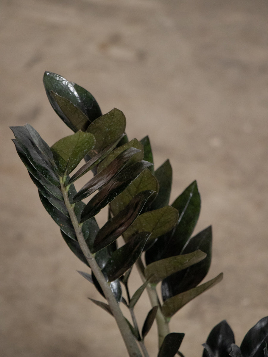 ザミオレイヴン