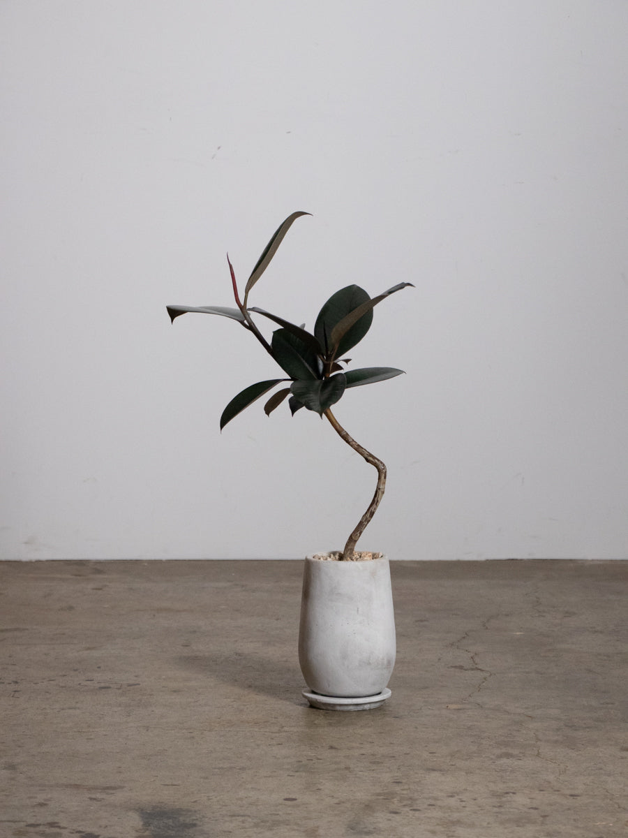 PLANT - INDOOR