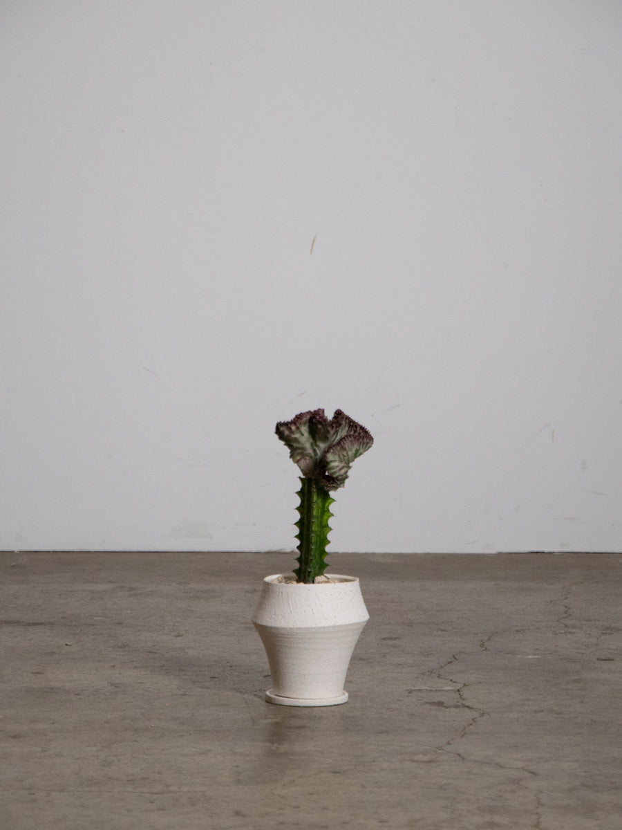 ユーフォルビア 　マハラジャ　