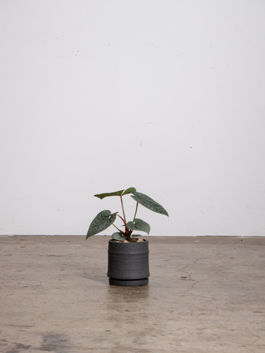 アンセリウム　ルクリエンス