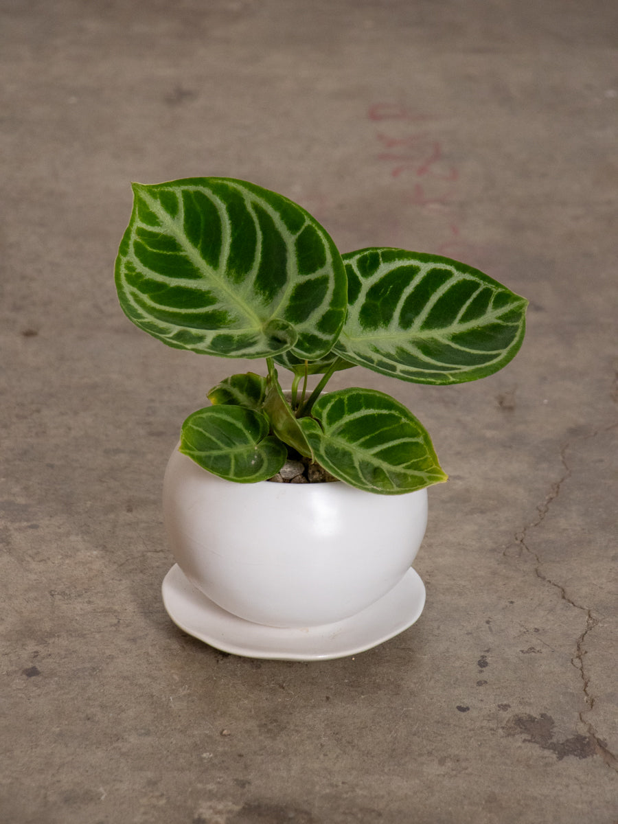 アンセリウム　ドラヤキ