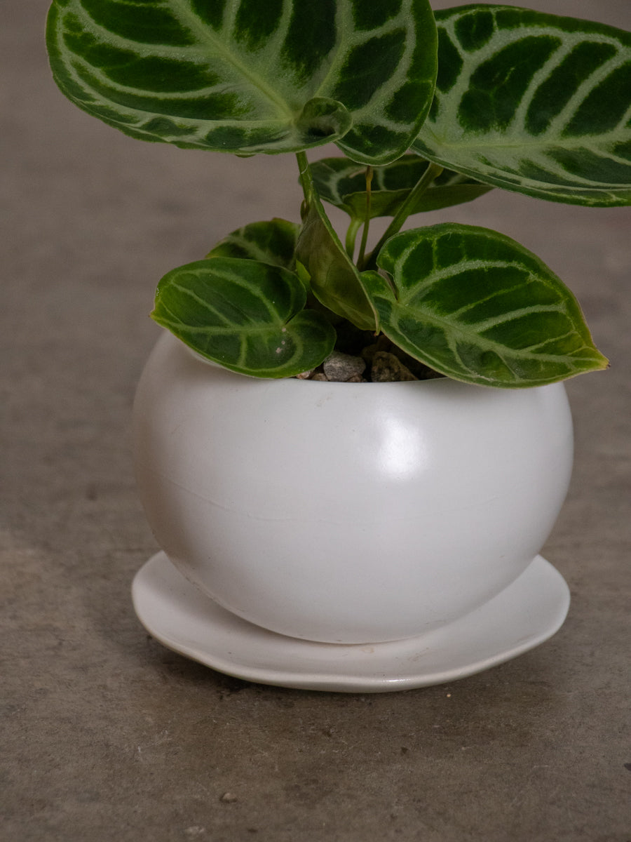 アンセリウム　ドラヤキ