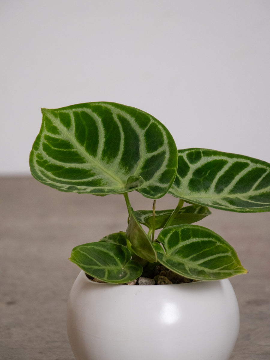 アンセリウム　ドラヤキ