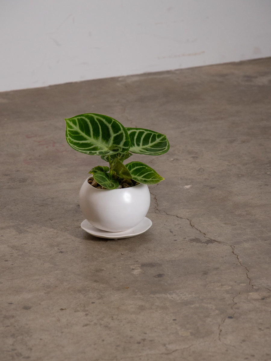 アンセリウム　ドラヤキ