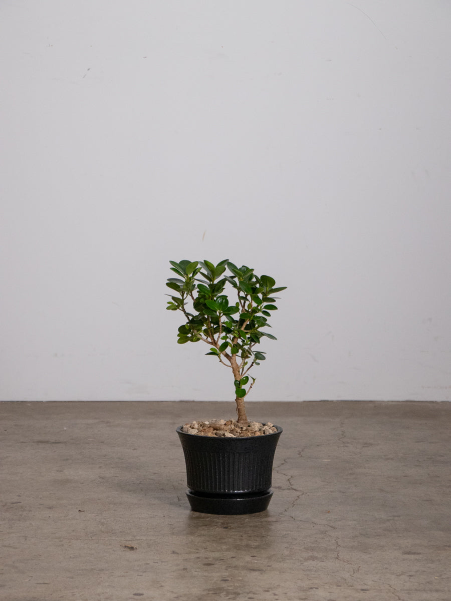 パンダガジュマル