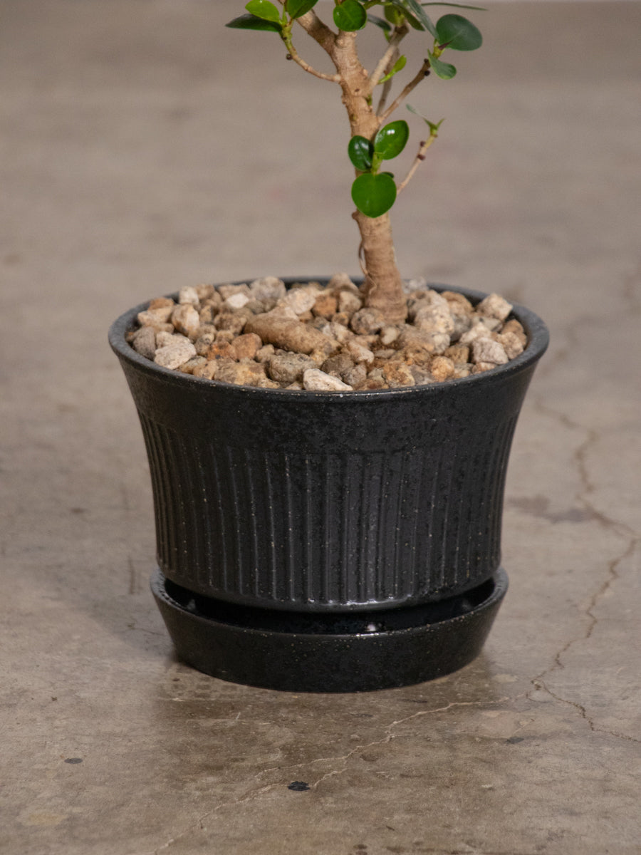 パンダガジュマル