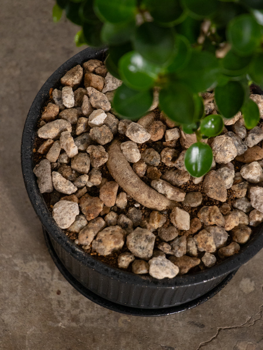 パンダガジュマル