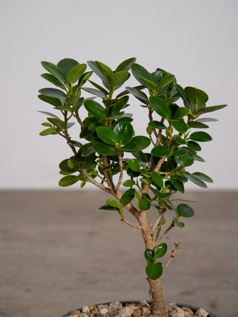 パンダガジュマル