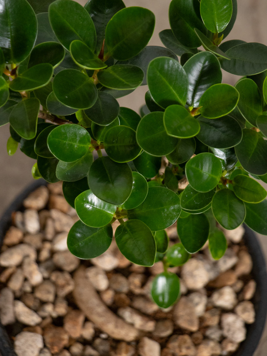 パンダガジュマル