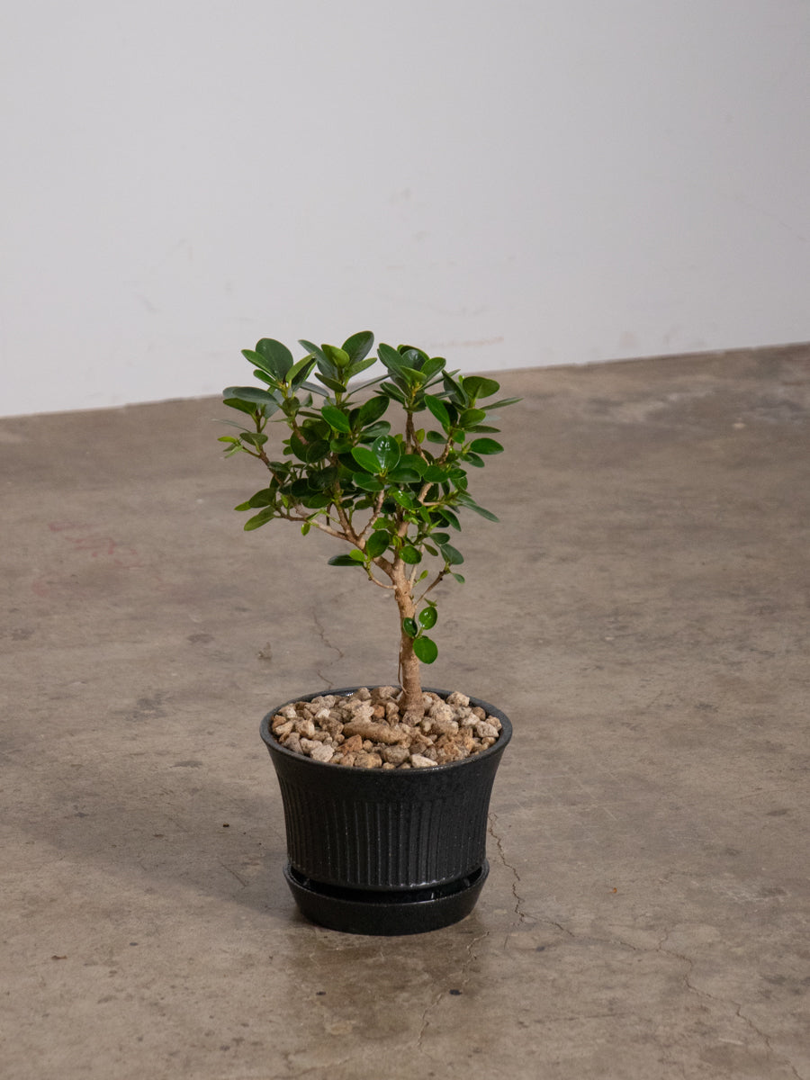 パンダガジュマル