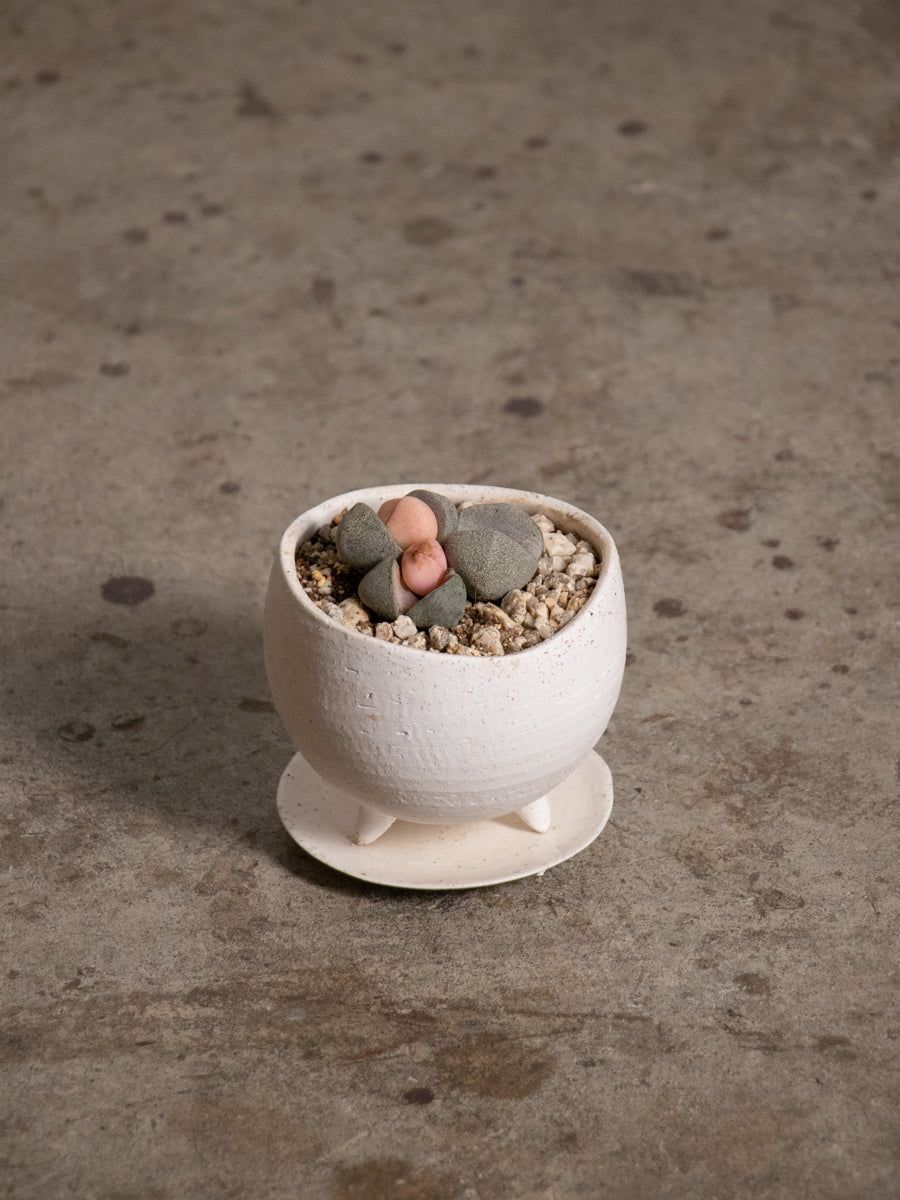 メセン　令和の桃太郎　