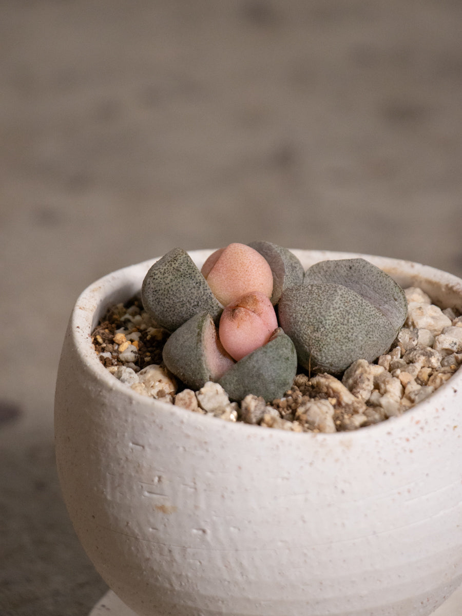 メセン　令和の桃太郎　