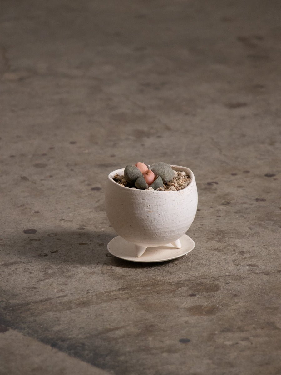 メセン　令和の桃太郎　