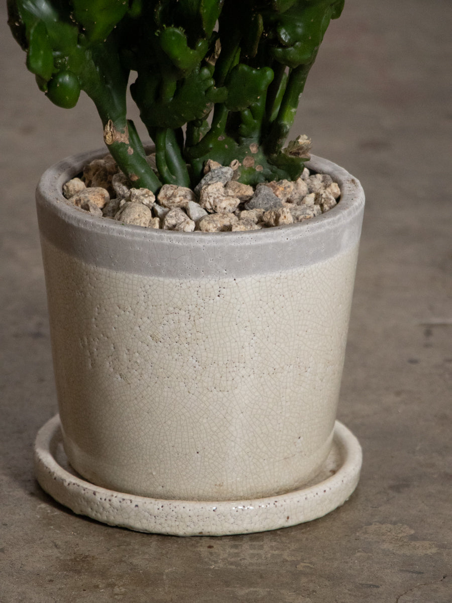 ユーフォルビア　オンコクラータ