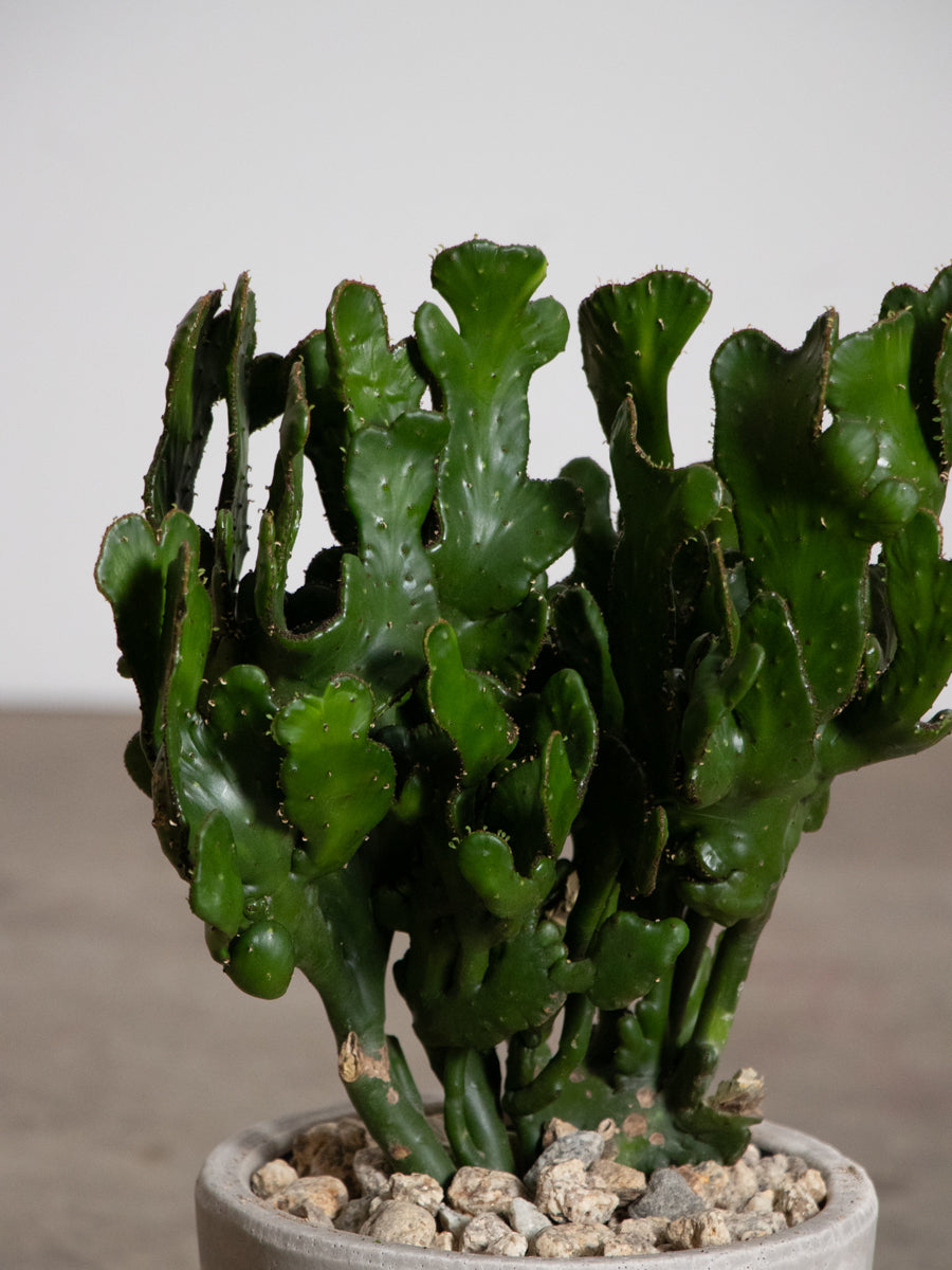 ユーフォルビア　オンコクラータ