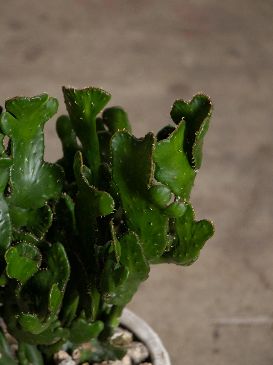 ユーフォルビア　オンコクラータ