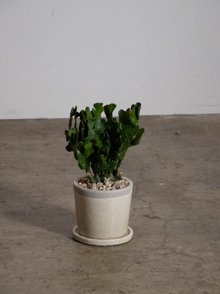 ユーフォルビア　オンコクラータ