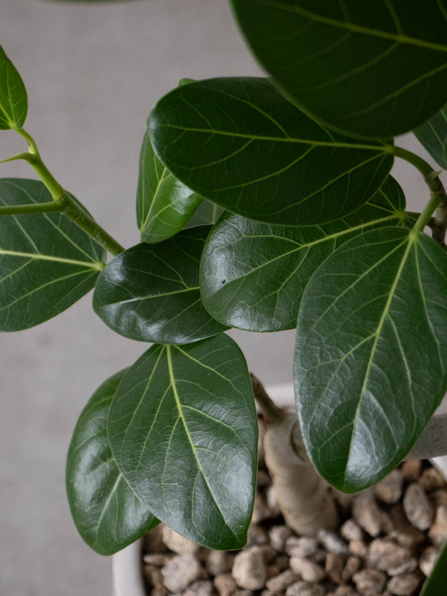 一点物】フィカス・ベンガレンシス 10号 高さ約180cm 沖縄の観葉植物 No.186の通販 | GreenSnap STORE(グリーンスナップ  ストア) 観葉植物や多肉植物、花苗の通販