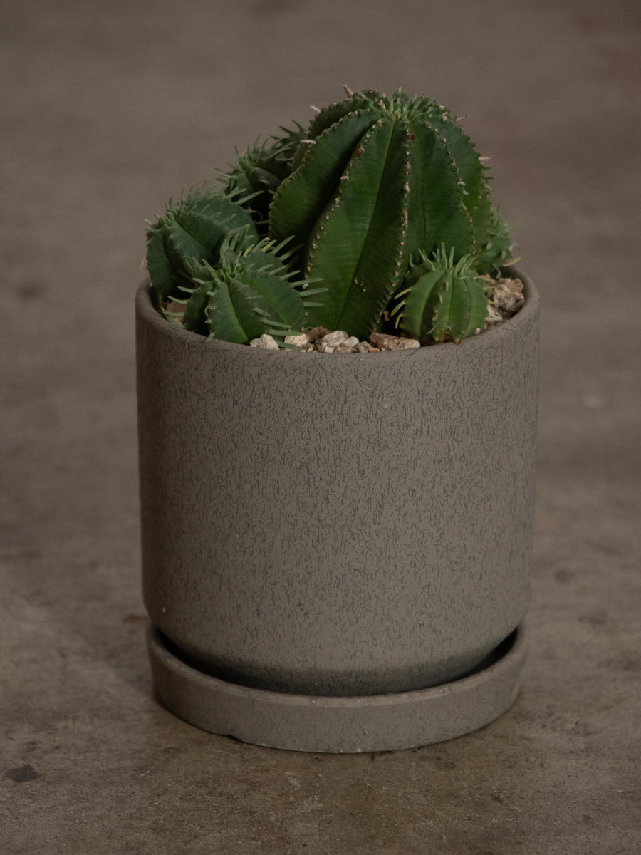 多肉植物^o^  カメレオンヘルメット ユーフォルビア 「カメレオンヘルメット」 カメレオンのような見た目を