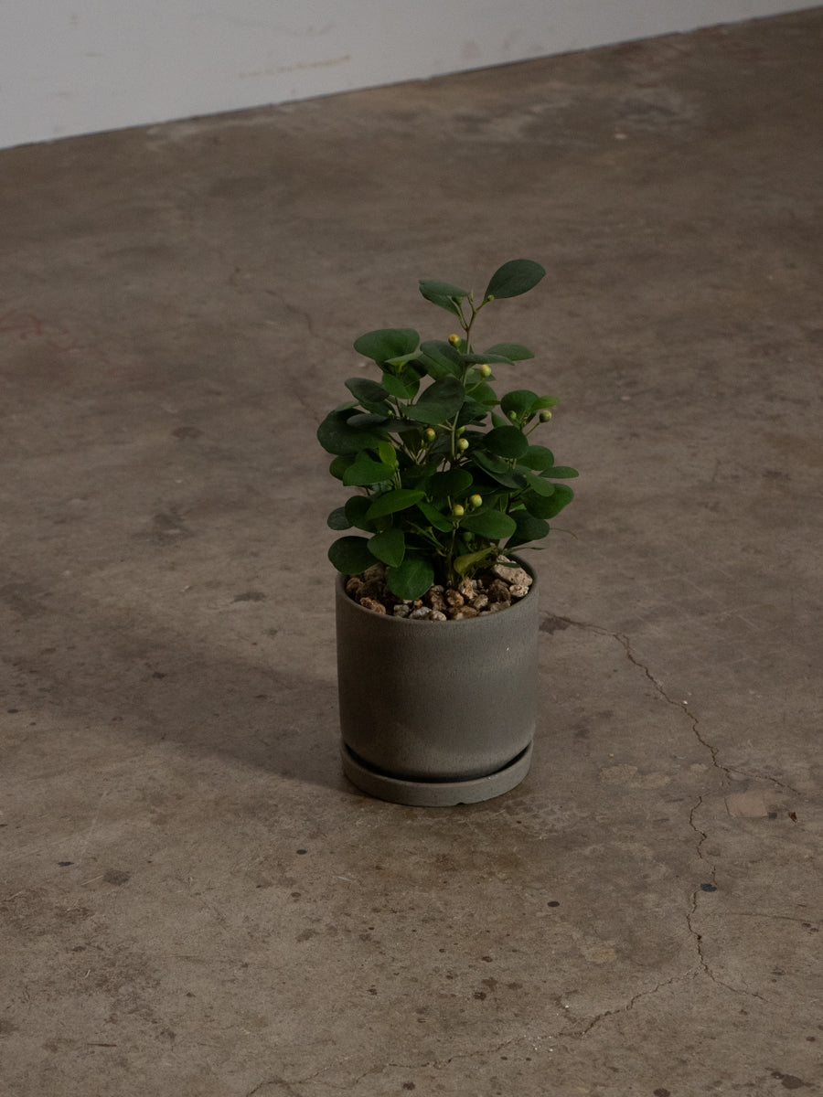 ゴールドコイン 小判菩提樹