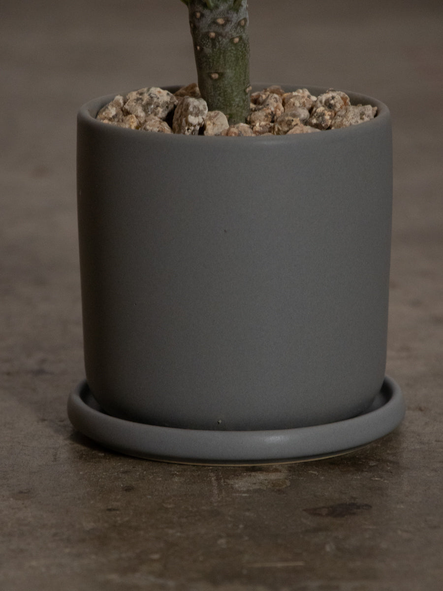 クレイニアモンキーツリー　