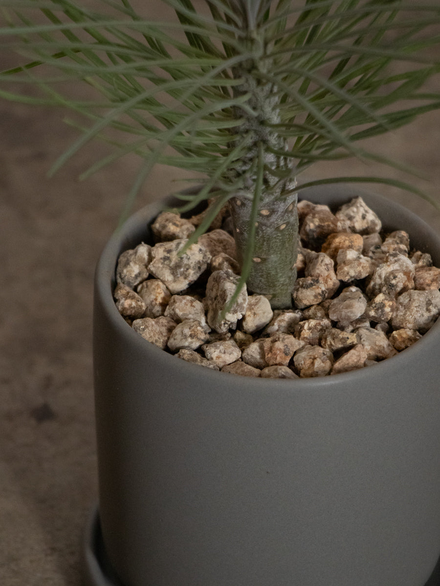 クレイニアモンキーツリー　