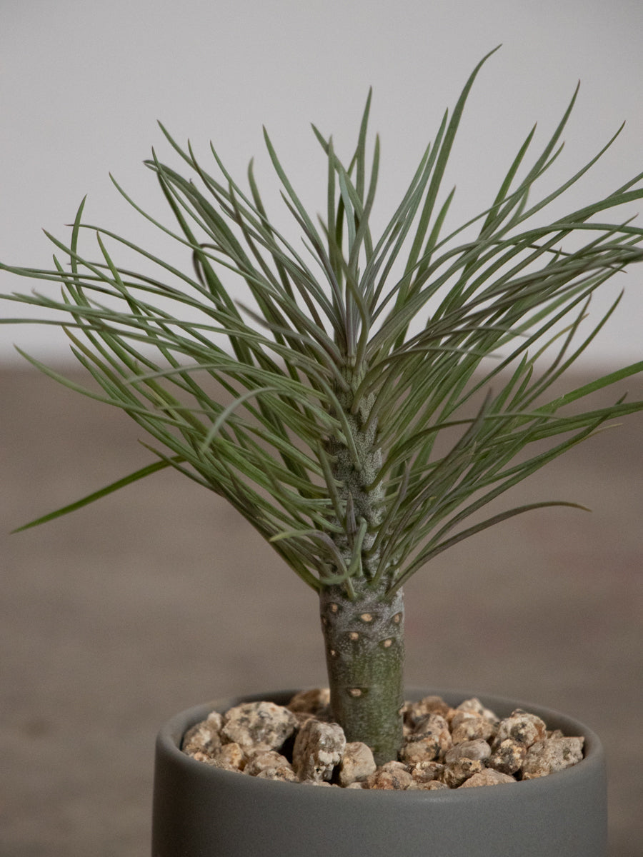 クレイニアモンキーツリー　