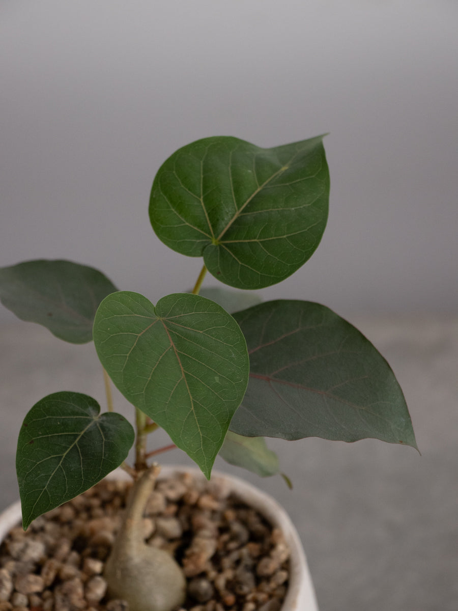 フィカス　ペティオラリス フィカス・ペティオラリス S | 観葉植物の通販 AND PLANTS