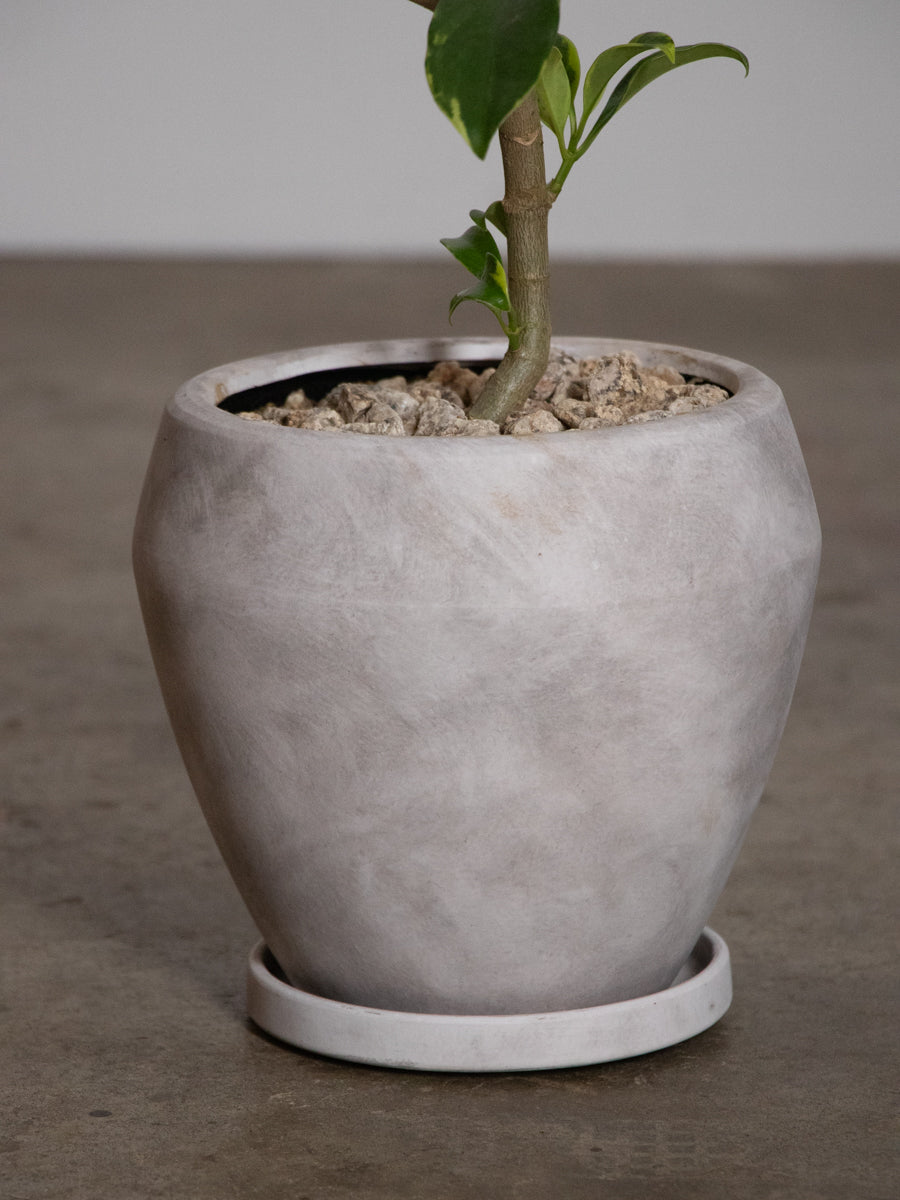 フィカス ファグライヤ