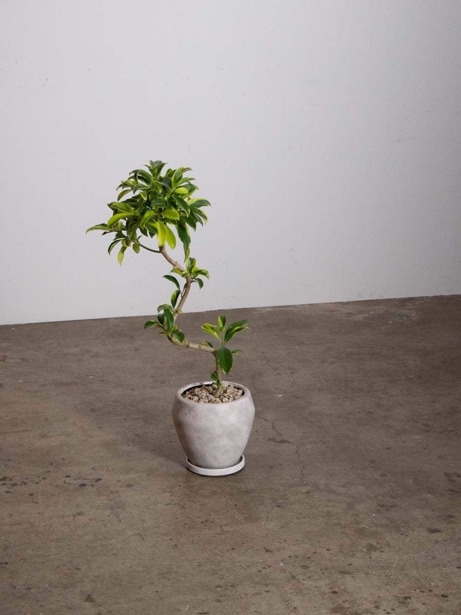 フィカス ファグライヤ