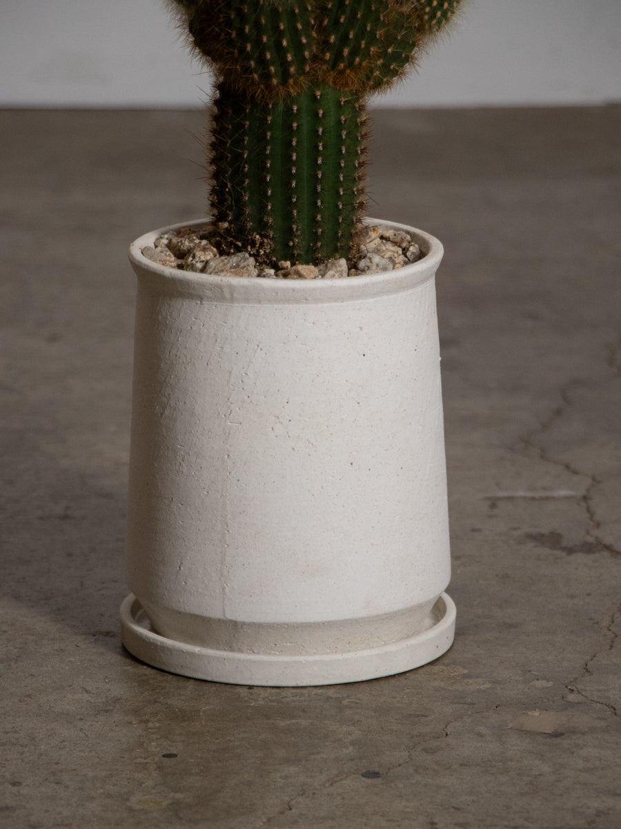 エスポストア　金装竜　