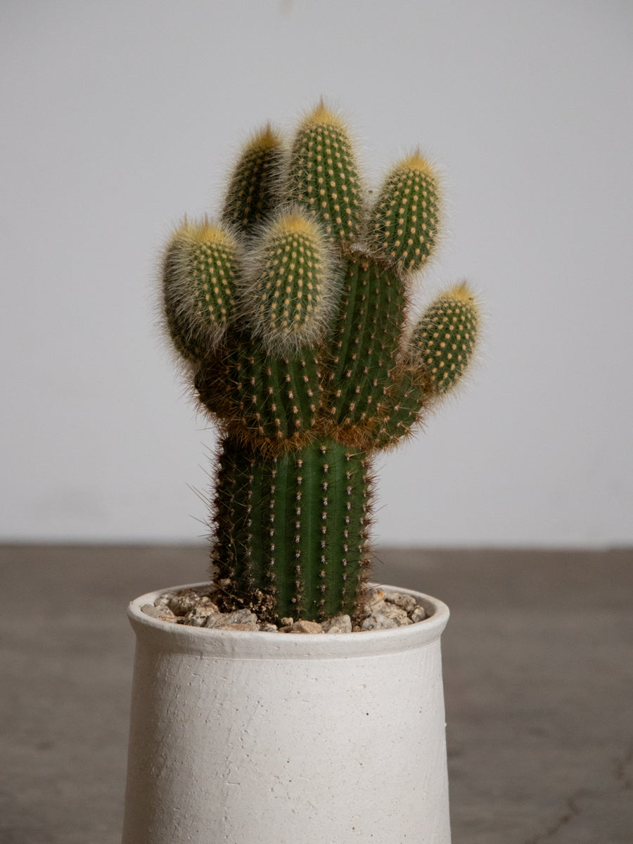 エスポストア　金装竜　