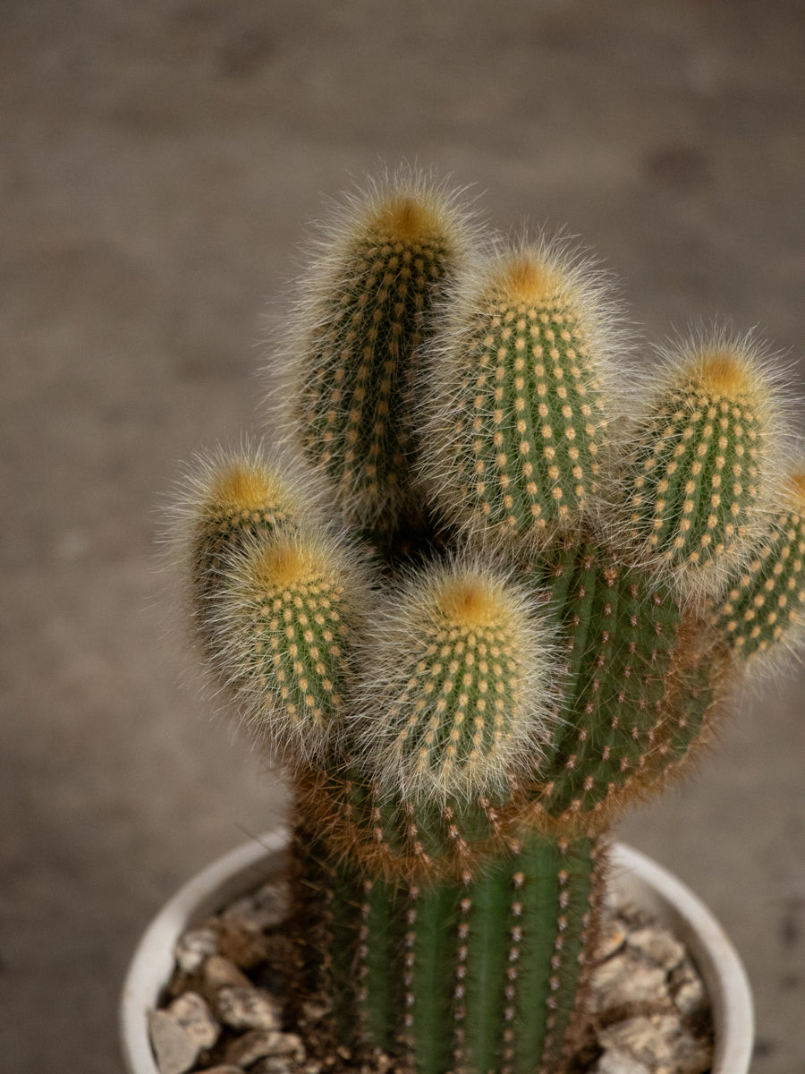 エスポストア　金装竜　