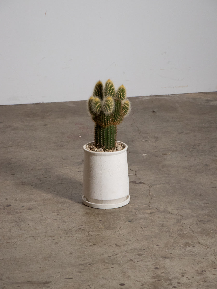 エスポストア　金装竜　