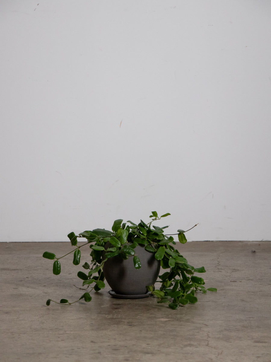 ホヤ・ロツンディフローラ