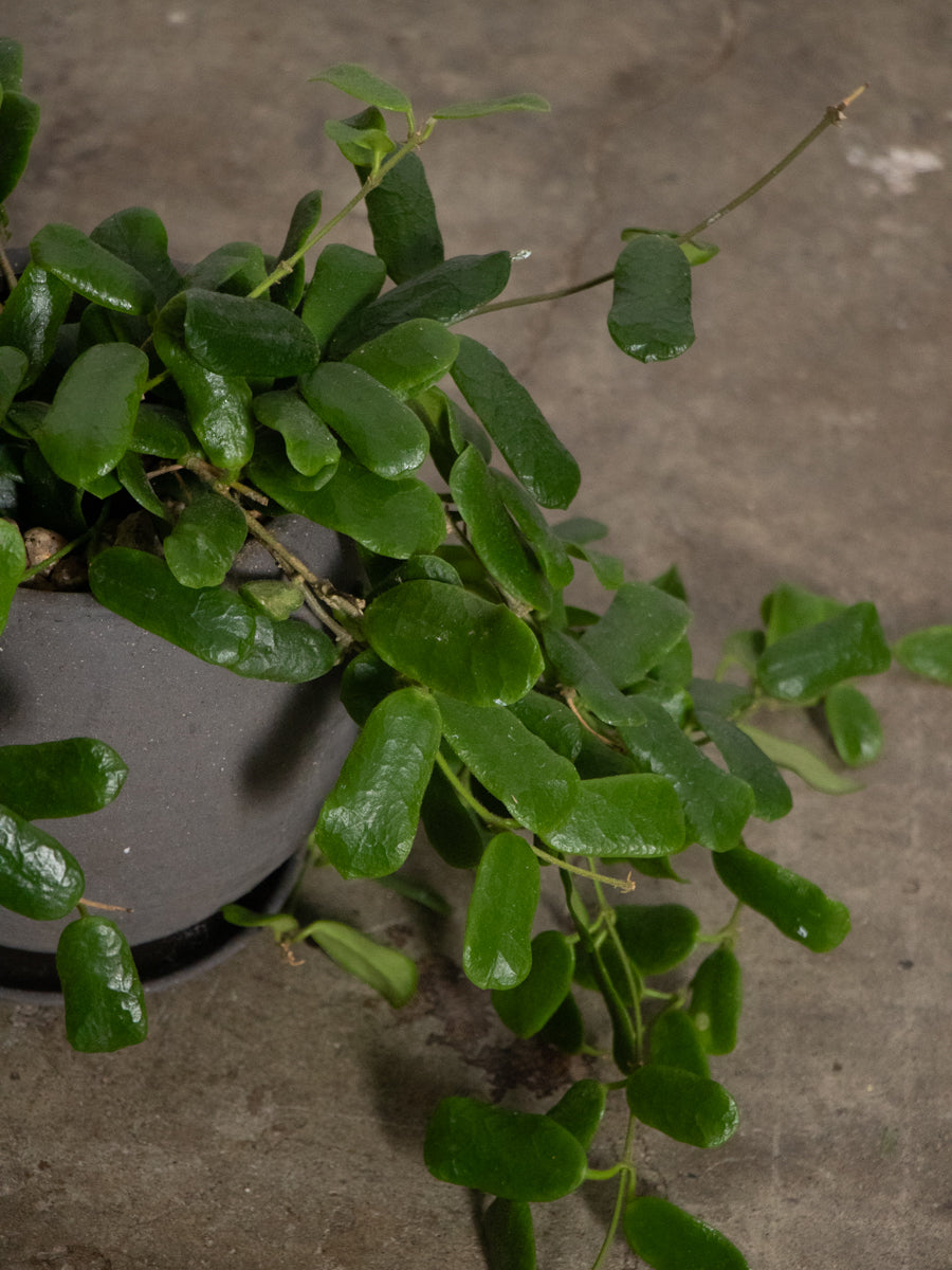 ホヤ・ロツンディフローラ