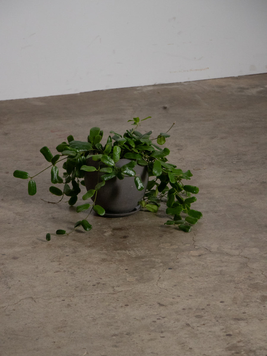 ホヤ・ロツンディフローラ