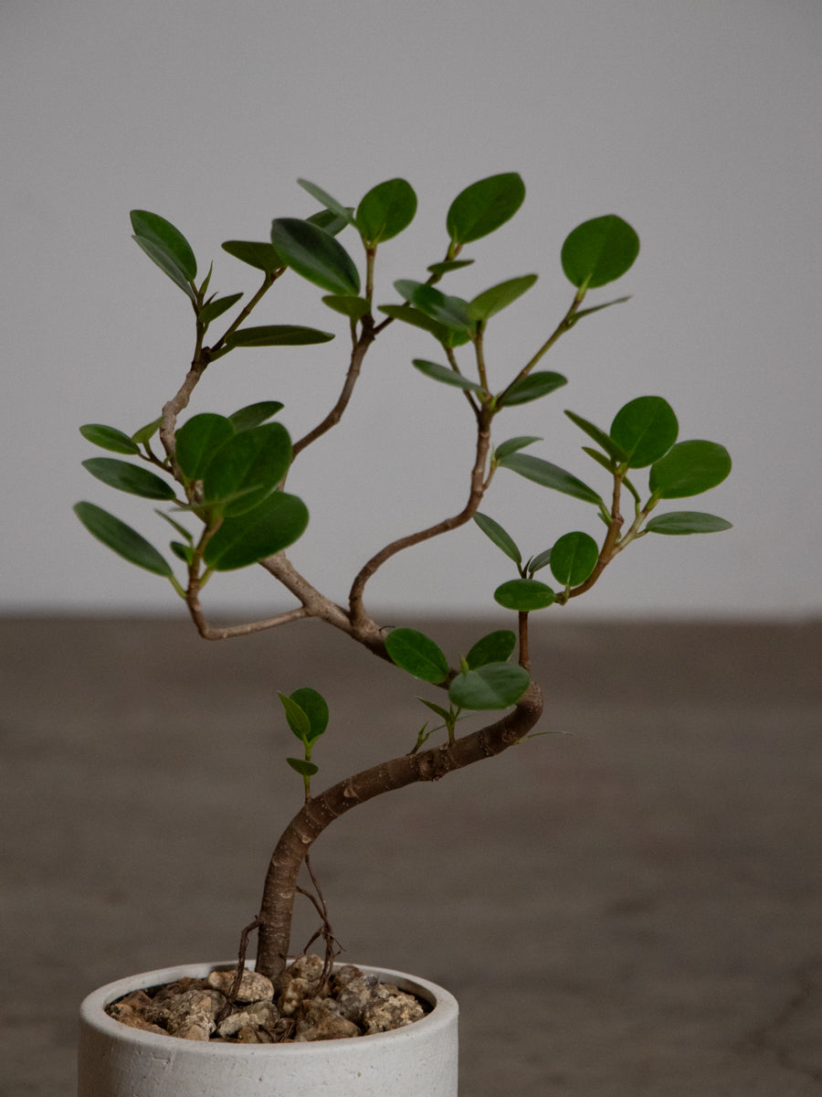 パンダガジュマル