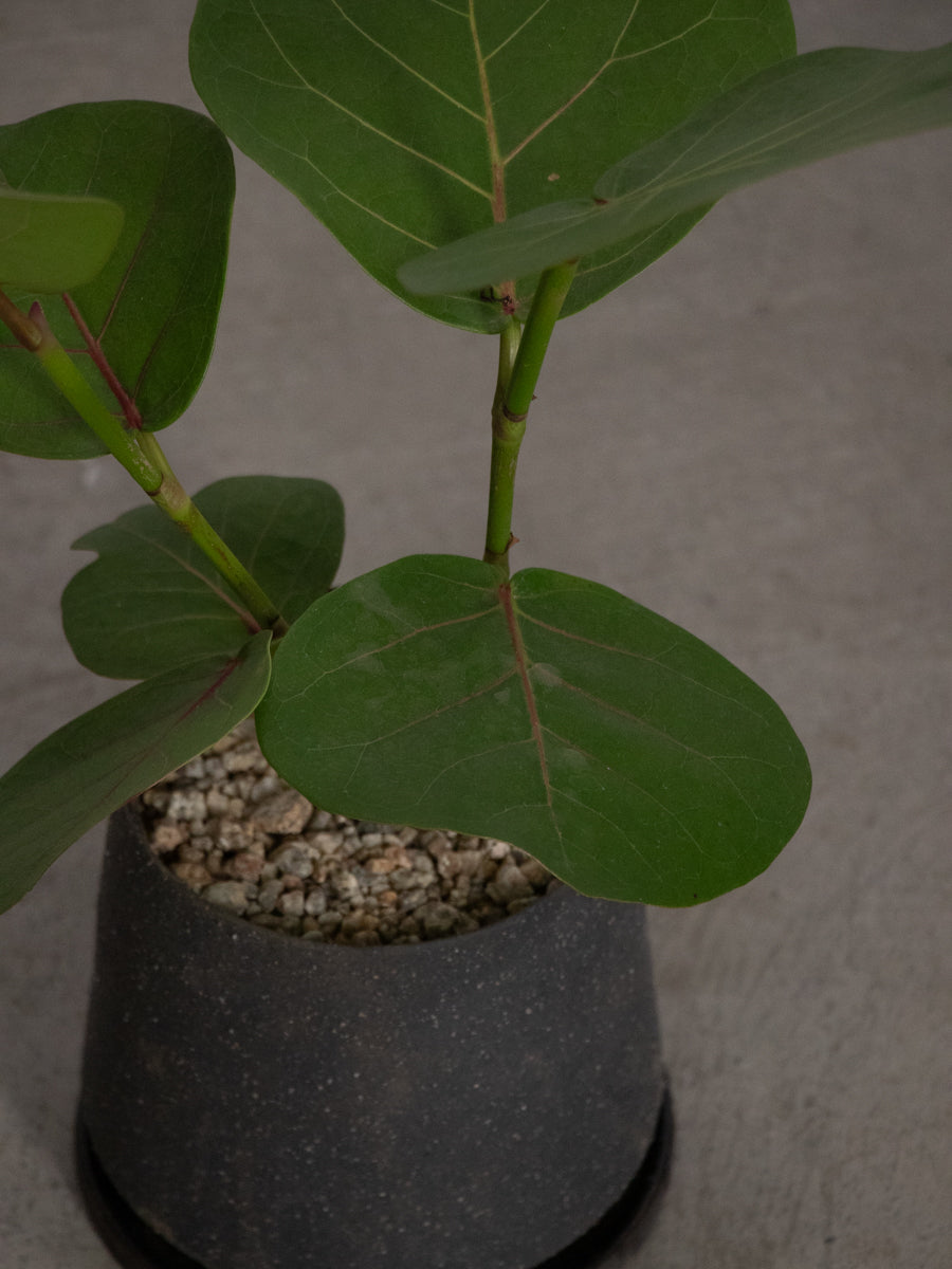 シーグレープ　8号　150センチ白鉢　現品 新築祝いに!観葉植物 シーグレープ 8寸鉢 – gracemarket.net