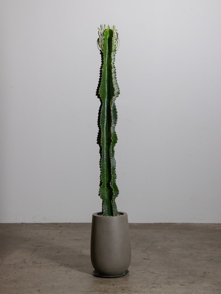 ビカクシダ ネザーランド