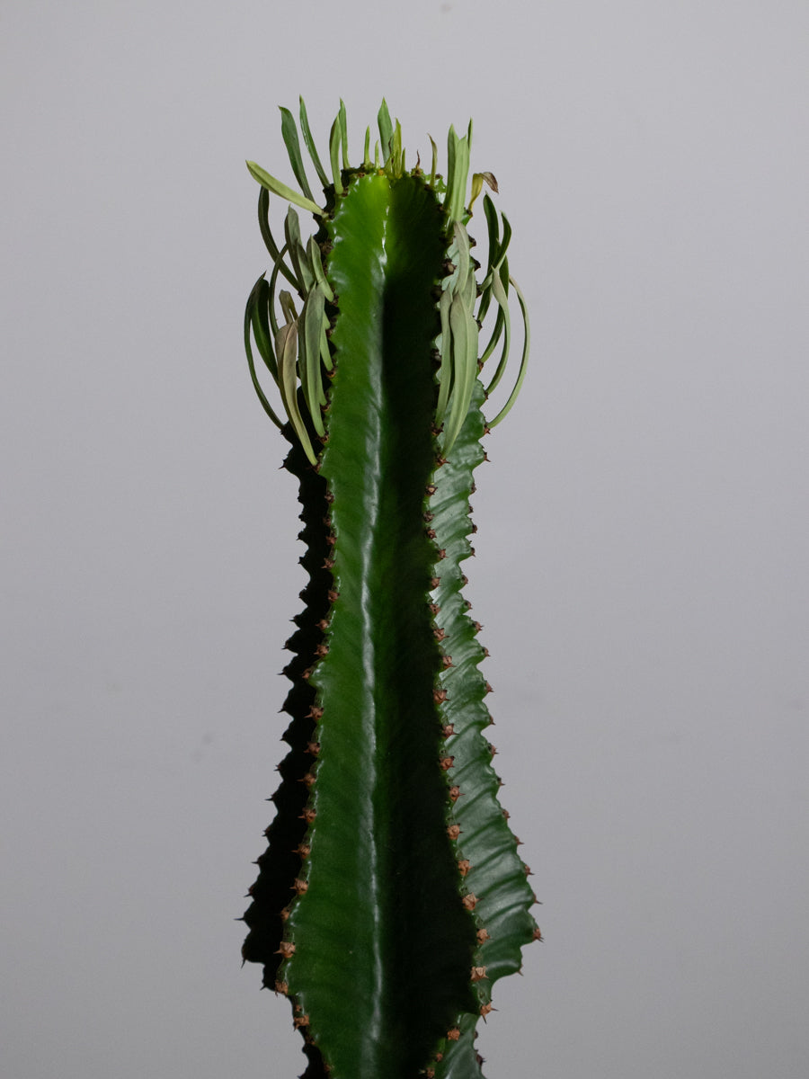 ユーフォルビア インゲンス