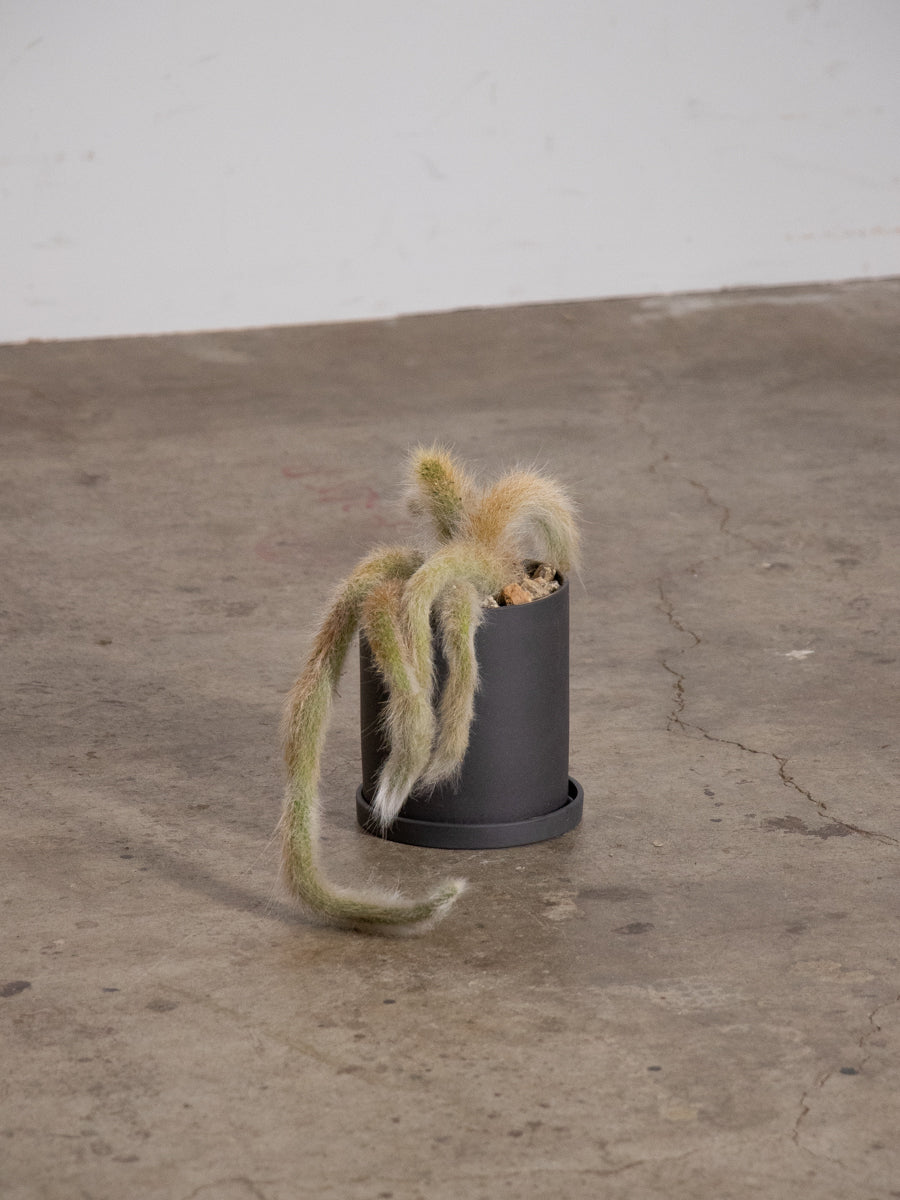 ヒルデウィンテラ