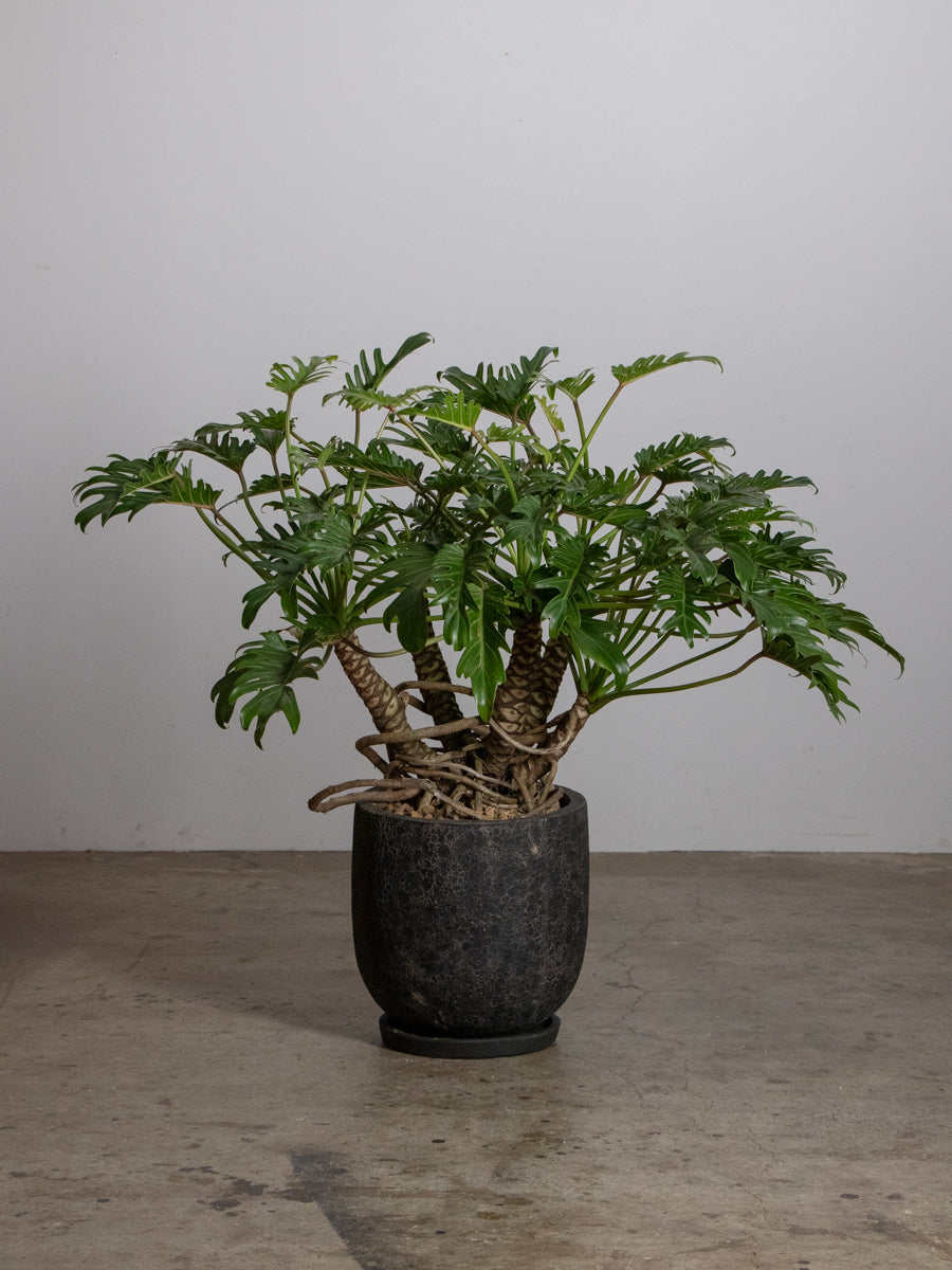 PLANT - INDOOR