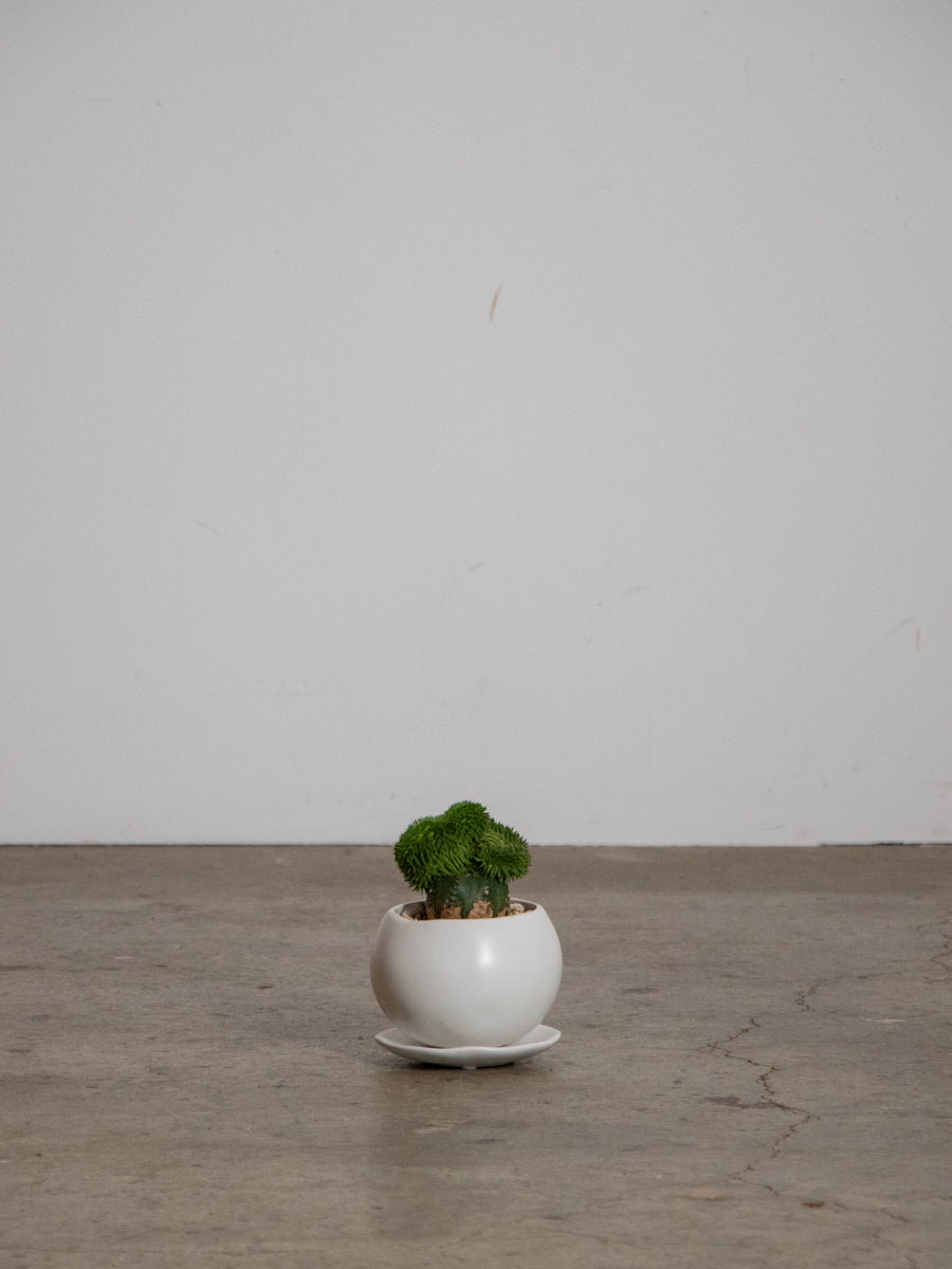 スザンナエ　綴化　