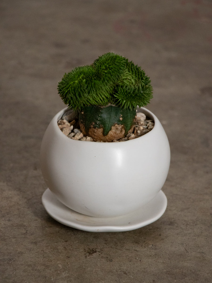 スザンナエ　綴化　