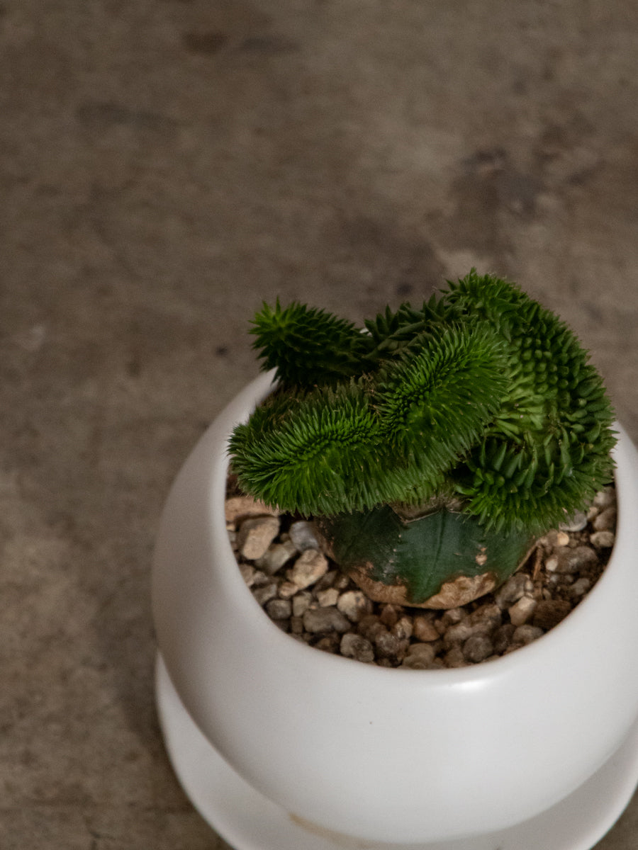 スザンナエ　綴化　