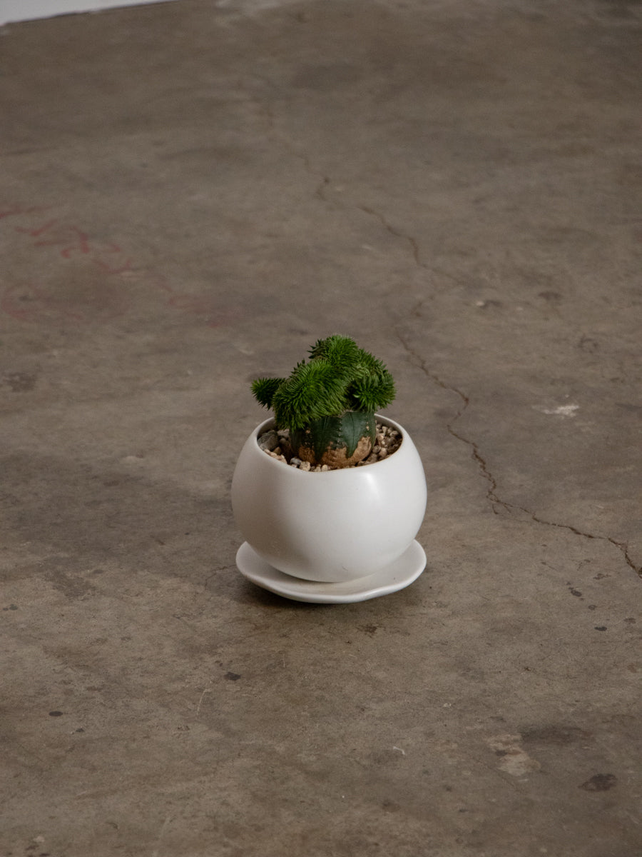 スザンナエ　綴化　