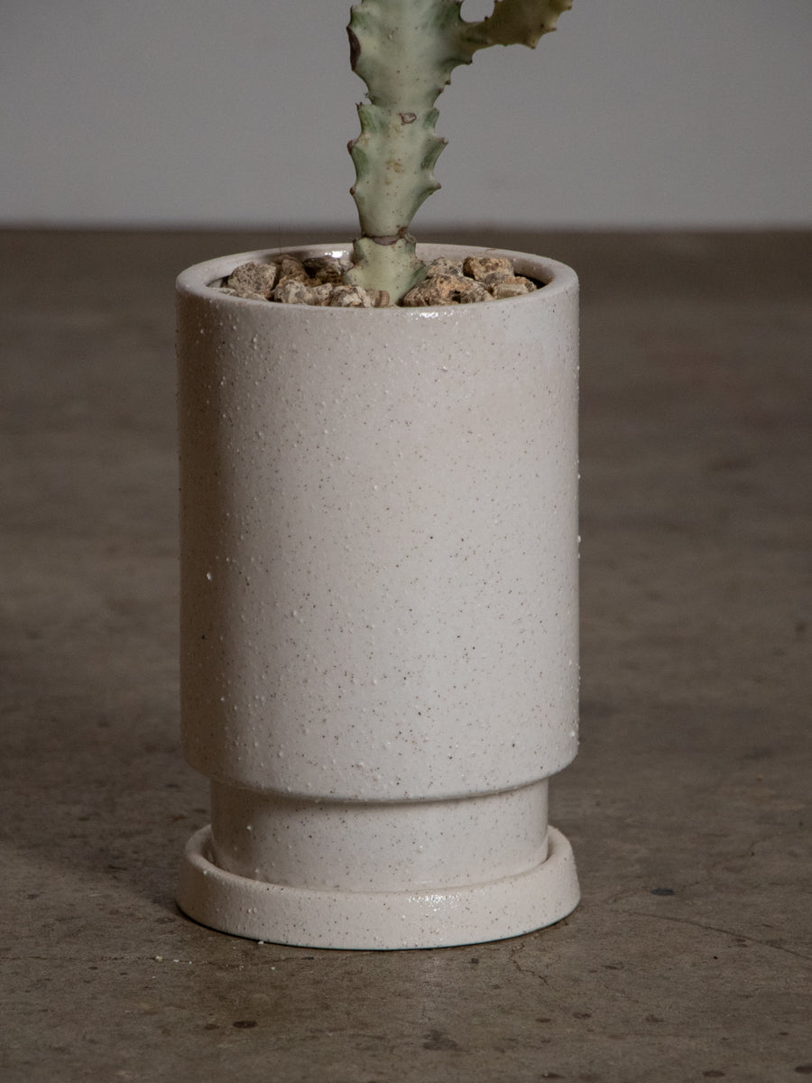 ユーフォルビア　ホワイトゴースト　