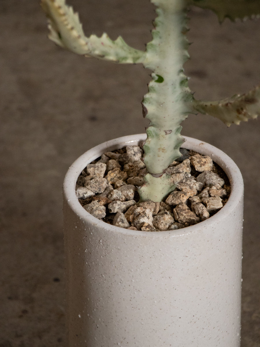 ユーフォルビア　ホワイトゴースト　