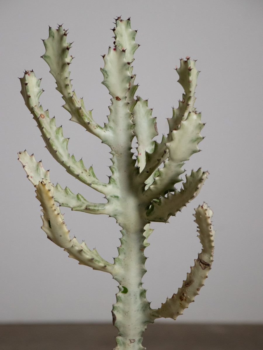 ユーフォルビア　ホワイトゴースト　